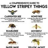 A Comprehensive Guide to Yellow Stripey Things